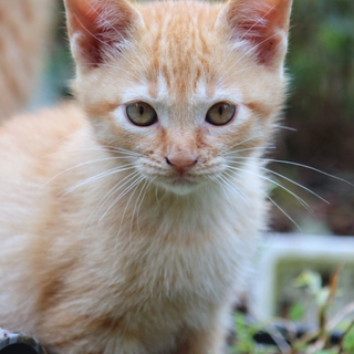 子猫ちゃんの里親さんをさがしています