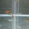 淡水魚の里親募集です サムネイル2