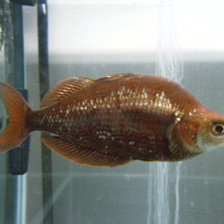 淡水魚の里親募集です