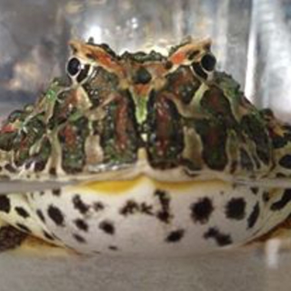 ベルツノガエル　1歳半