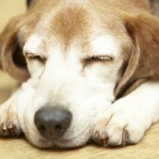 ビーグル 被災犬 モナちゃん♀