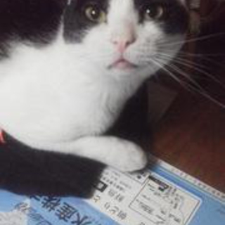 神奈川県　人が大好きな　白黒猫　２歳
