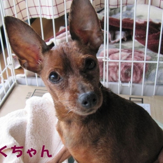 ミニピン　３ｋｇ