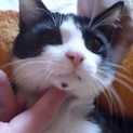 白黒ハチワレちゃん6ヶ月
