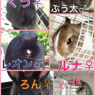 2歳ネザーの5うさぎ(♂2♀3)里親募集