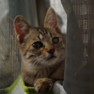 保護猫の里親募集します！