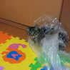 こんなに人なつっこい猫ちゃんすごい サムネイル4
