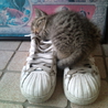 こんなに人なつっこい猫ちゃんすごい サムネイル7