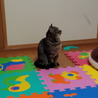 こんなに人なつっこい猫ちゃんすごい サムネイル5