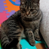 こんなに人なつっこい猫ちゃんすごい サムネイル6