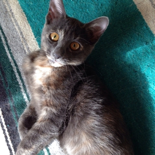 犬とも仲良しな猫ちゃん♥︎