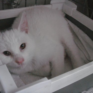 猫ですが“うさぴょん”(^_^;)