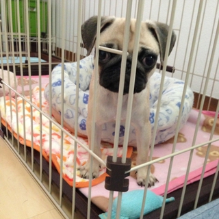 パグ 子犬 里親募集です