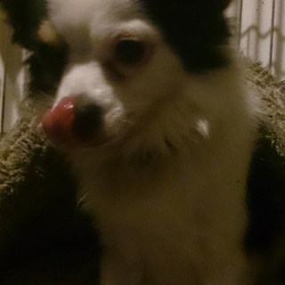 新しい飼い主さん探してます！