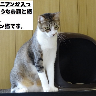 アビシニアンミックス？なイケメン猫です！