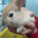 かわいい子うさぎの里親さん募集中！