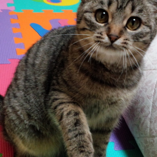 こんなに人なつっこい猫ちゃんすごい