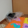 こんなに人なつっこい猫ちゃんすごい サムネイル3