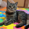 こんなに人なつっこい猫ちゃんすごい サムネイル2