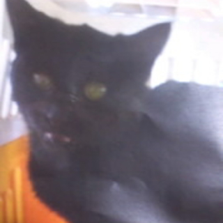 可愛い子猫です