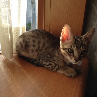 とーーっても甘えん坊な美猫くんです！