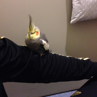 里親募集！