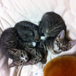 子猫の里親募集しております。