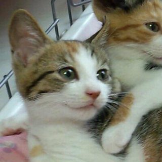 美人☆三毛猫の女の子【動画あり】