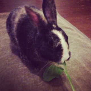 東京ミグノン保護うさぎデコ♂１才８ヶ月、去勢済み