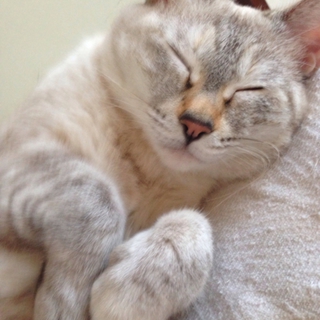 ねこを引き取っていただきたいです。