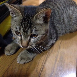 大人しく人懐こい子です