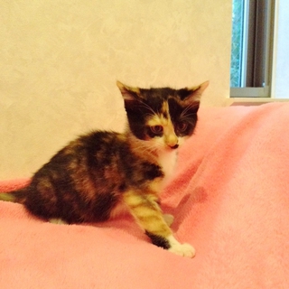 二カ月半　可愛い三毛猫