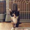 二カ月半　可愛い三毛猫 サムネイル3