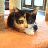 二カ月半　可愛い三毛猫 サムネイル5