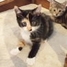 二カ月半　可愛い三毛猫 サムネイル2