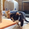二カ月半　可愛い三毛猫 サムネイル4