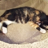 二カ月半　可愛い三毛猫 サムネイル7