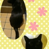 黒猫のジジちゃん（仮名） サムネイル2