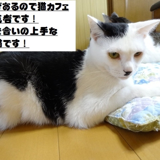 人も猫も好きな愛嬌あるオカメちゃん