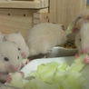ゴールデンハムスターの赤ちゃん サムネイル6