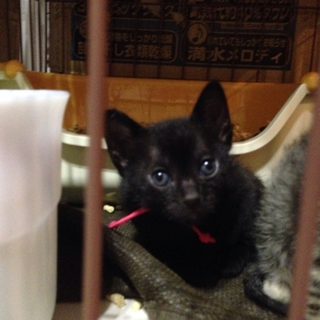 幸せを呼んでくれる黒猫の仔猫ちゃん♥︎(たぶん)