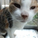 高齢のミケちゃん・一緒に老後を・・