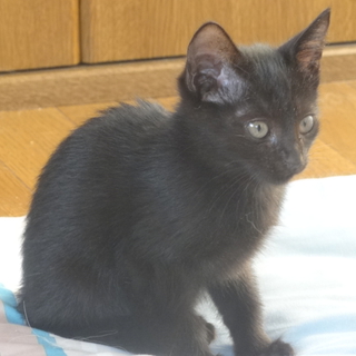 綺麗なフワフワした黒猫