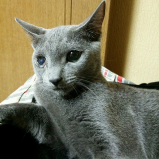 臆病な子ですが人は大好きです。