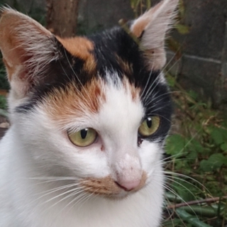 置き去り猫　お問い合わせ名　かれん