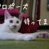 おしゃれ柄三毛3ヶ月♪単身者応相談！ サムネイル7