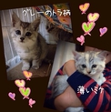 中長毛のフワフワな姉妹です