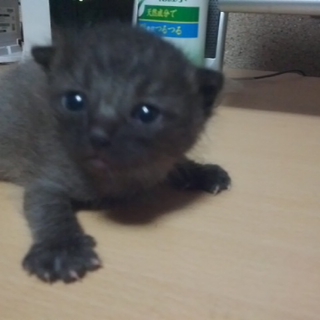 岐阜県本巣市の黒猫ちゃんです（アメショとの雑種）