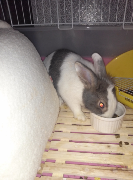うさぎ里親募集 サムネイル2