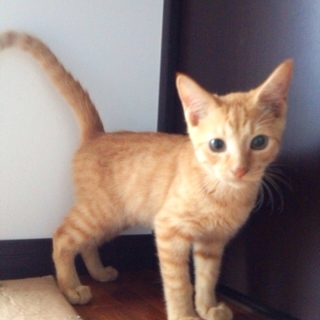 甘えん坊な性格の子猫です♪